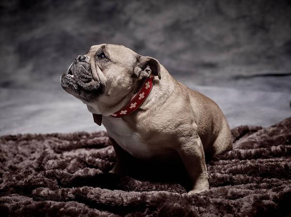Produktbild Colly Weichleder-Halsband mit Schweizerkreuz geperlt (Hund, Allgemein)