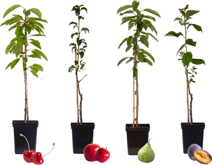 Produktbild Plant in a Box Malus 'Braeburn', Prunus avium, Pyrus 'Doyenne du Comice', Prunus domestica - 4er Mischung Obstbäum (70 cm)