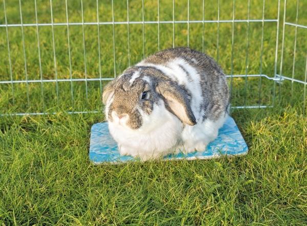 Produktbild Trixie Kühlplatte für Meerschweinchen