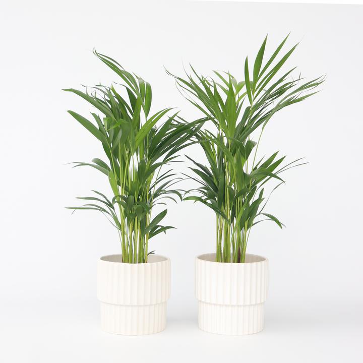 Produktbild Plant in a Box Dypsis Lutescens - 2er Set Areca Goldfruchtpalme (60 cm)