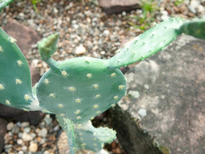 Image du produit Europalms Cactus à feuilles, plante artificielle, 76cm (76 cm)