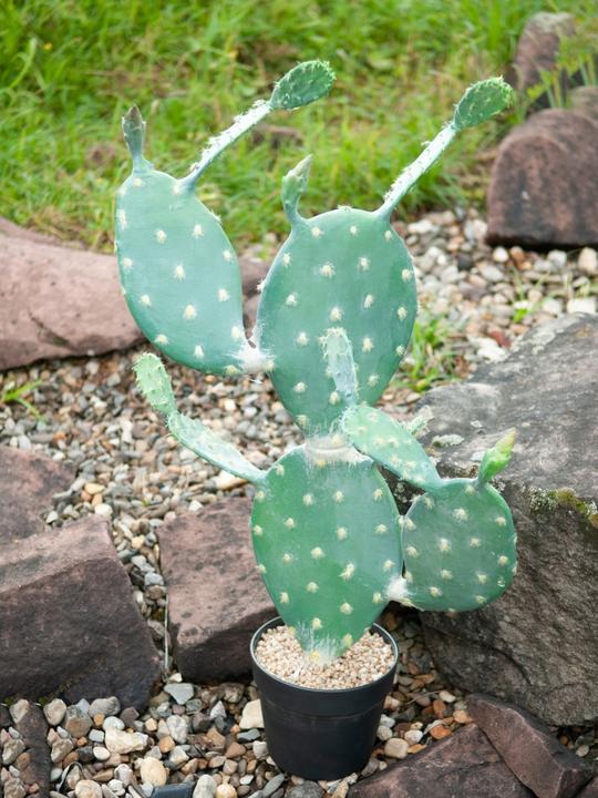 Image du produit Europalms Cactus à feuilles, plante artificielle, 76cm (76 cm)