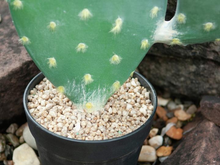 Image du produit Europalms Cactus à feuilles, plante artificielle, 76cm (76 cm)