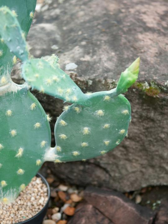 Image du produit Europalms Cactus à feuilles, plante artificielle, 76cm (76 cm)