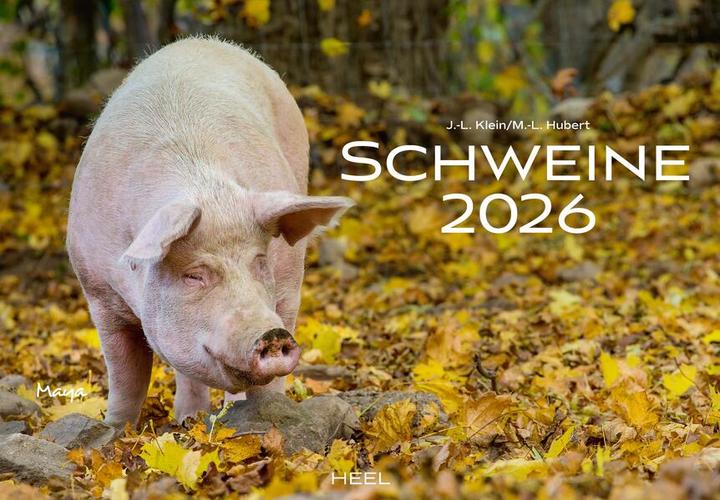 Immagine prodotto Schweine Kalender 2026 (Tedesco)