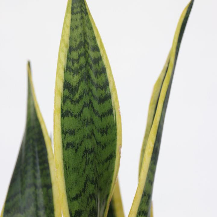 Actual product image Plant in a Box Sansevieria trifasciata Laurentii - bow hemp (40 cm)