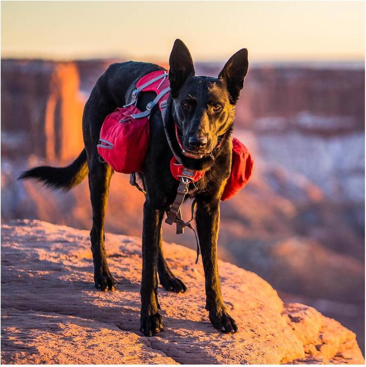 Actual product image Kurgo Baxter backpack dogs 23kg 50 kg (22, 24, 25, 26, 27, 28, 30, 31, 32, 33, 34, 35, 36, 38, 40, 42, 44, 45, 46, 48, 50)
