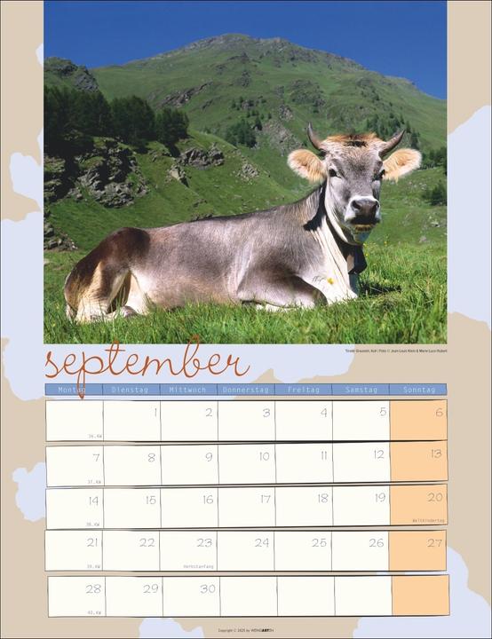 Actual product image Kuh Kalender 2026 (30 x 39 cm, German)