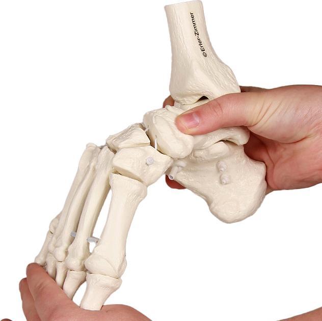 Immagine prodotto Erler Zimmer Scheletro del piede con tibia e perone montati in modo mobile