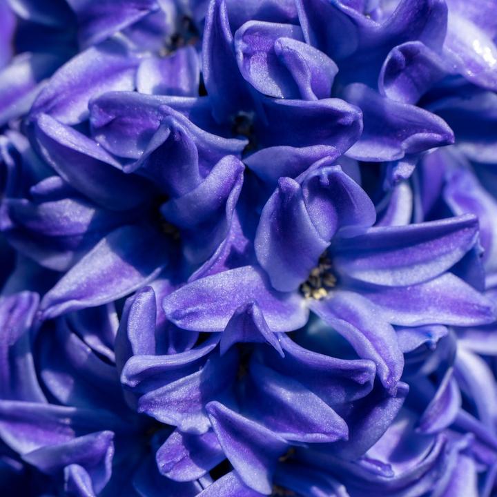 Actual product image Plant in a Box Hyacinthus Blue Trophy - set of 15 hyacinth bulbs (30 cm)
