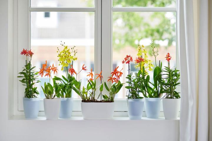 Actual product image Elho Brussels (13 cm)