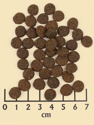 Produktbild Wildcat Trockenfutter Bhadra Pferdefleisch & Süsskartoffeln 500 g (Adult, 1 Stk., 500 g)
