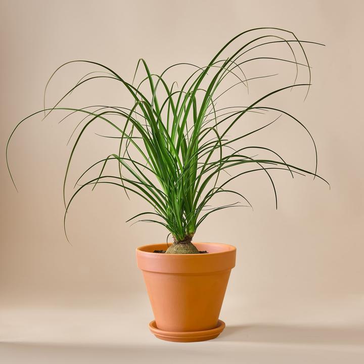 Actual product image Mary and Plants Ponytail Palm (50 cm)