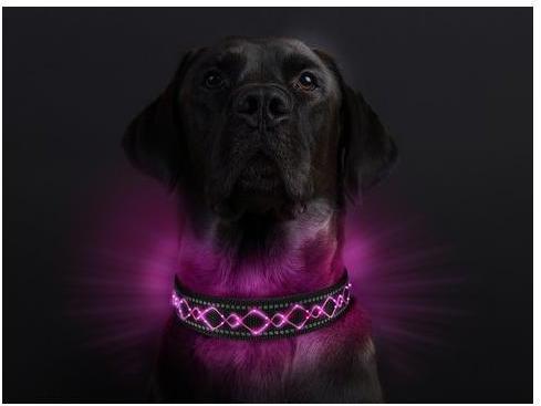 Image du produit Animal Light Collier lumineux pour chien Beauty (L, Chien, Général)