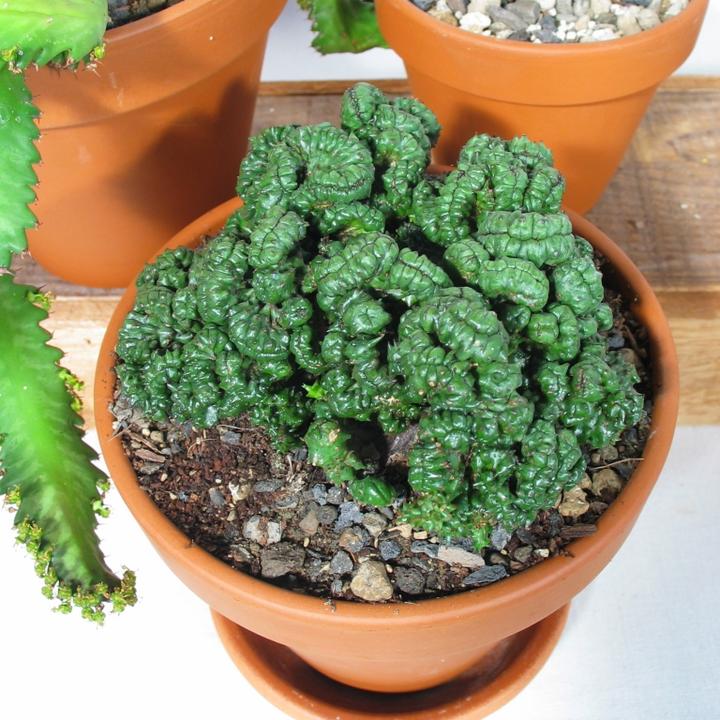 Actual product image Kakteen Gautschi Succulent rarities (20 cm)