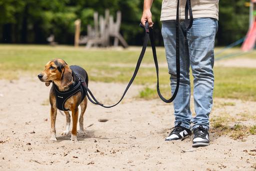 Produktbild Beeztees Premium Leine Parinca (Hund, Hundesport)