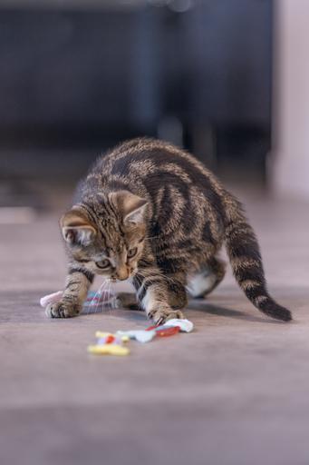 Immagine prodotto Beeztees Gattino che salta il pesce (Catmint giocattolo)