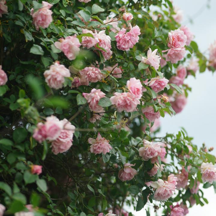 Actual product image Plant in a Box Camellia japonica Bonomiana - Set of 2 Japanese roses (50 cm)