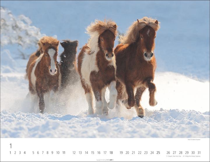 Produktbild Islandpferde Kalender 2026 (44 x 34 cm, Harter Einband, Deutsch, Englisch)