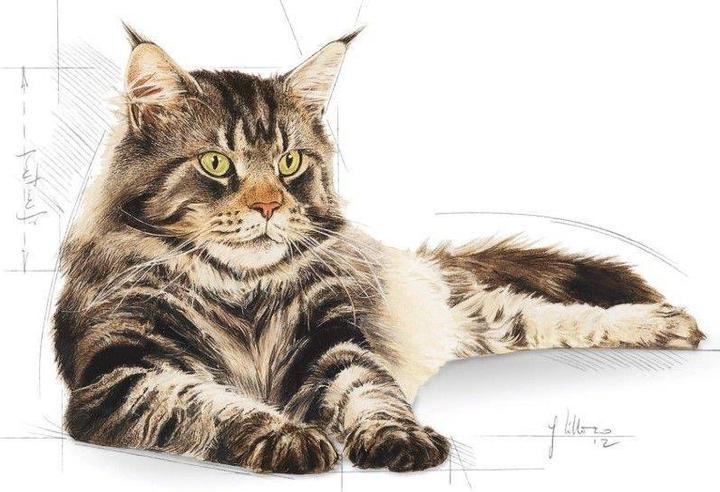 Image du produit Royal Canin Coon du Maine (Adulte, 1 pcs, 2000 g)