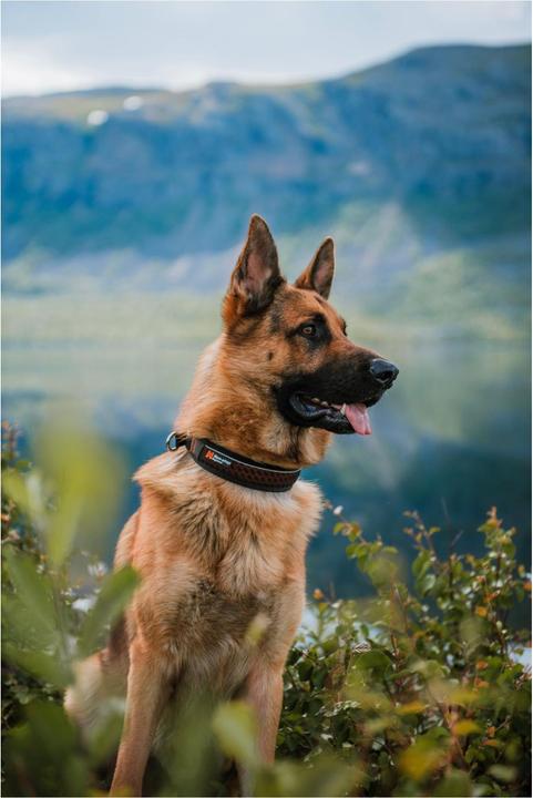 Image du produit Non-Stop Dogwear Rock Collar 3.0 (XXXL, Chien, Général)