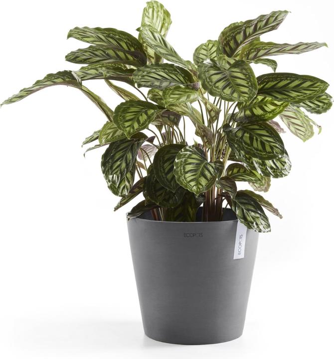 Image du produit Ecopots Amsterdam (30 cm)