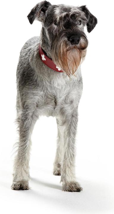 Actual product image Hunter Swiss (Dog, Dog sport)