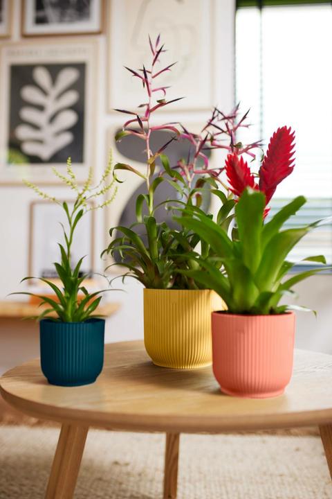 Immagine prodotto Elho Vibes Fold (18.30 cm)
