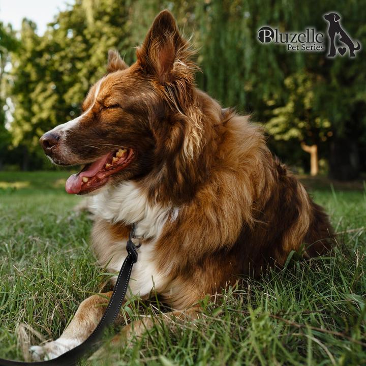 Produktbild Bluzelle Hundeleine (L, Hund, Spazieren)