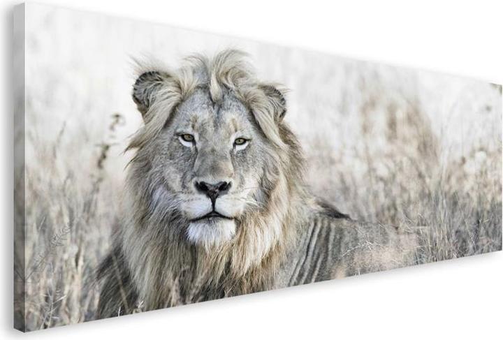 Eibert Visual Lion out in the field (57 x 150 cm)