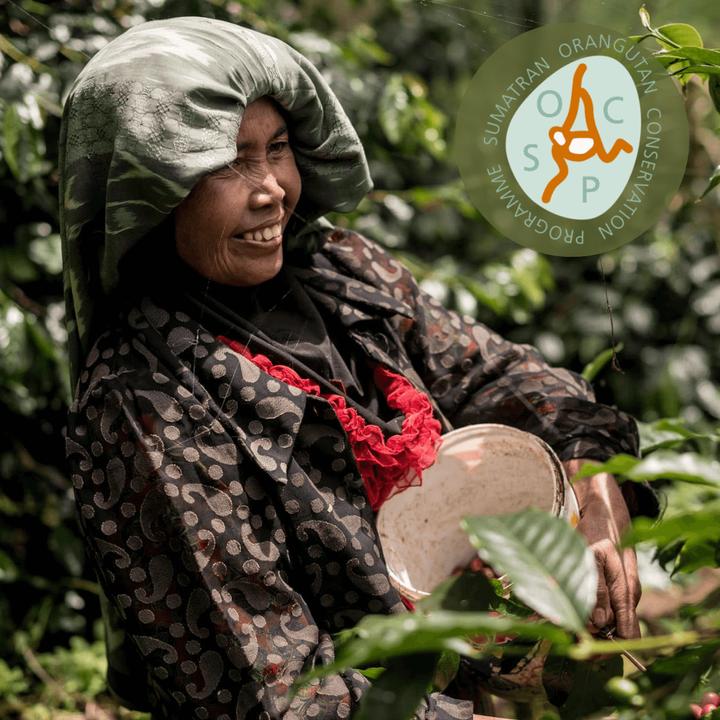 Produktbild Tropical Mountains Sumatra (100 x Port.)