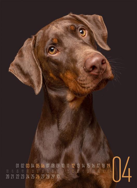 Produktbild Frei Schnauze - Kalender 2026 (33 x 45 cm, Harter Einband, Englisch, Deutsch)