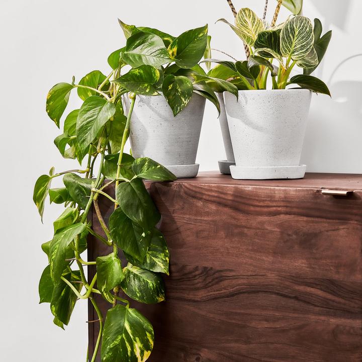 Actual product image Mary and Plants Ivy Pinnatum Aureum with terracotta pot (50 cm)