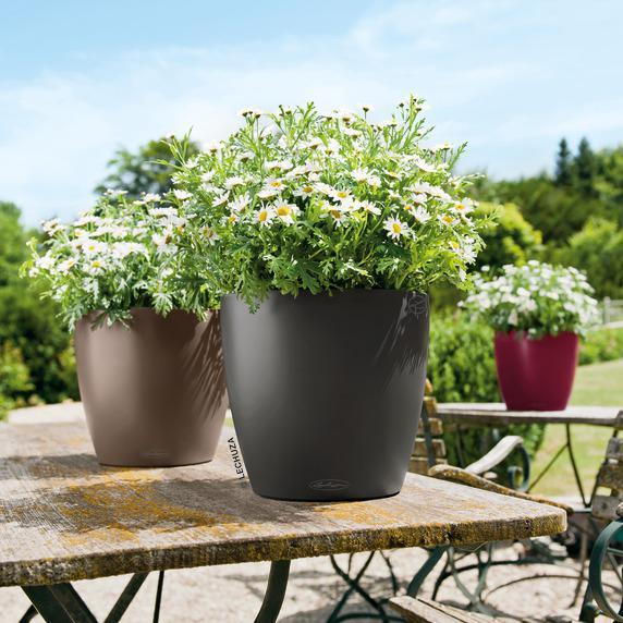 Actual product image Lechuza Classico Color (21.50 cm)