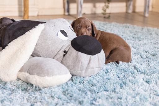 Actual product image Beeztees Boomby (Puppy Toy)