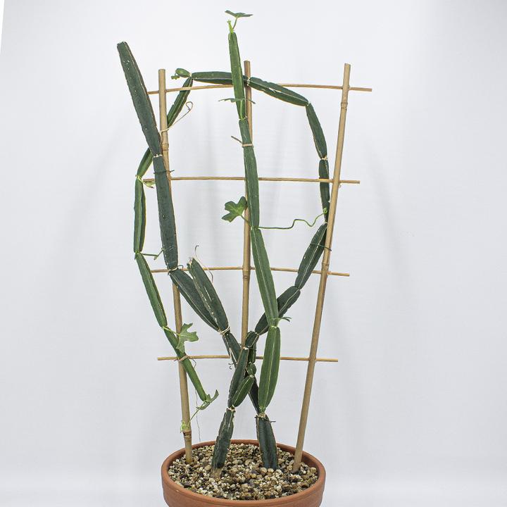 Kakteen Gautschi Cissus quadrangularis (70 cm)