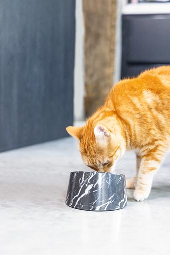Actual product image Designed by Lotte Melamine Bowl Cat Vita