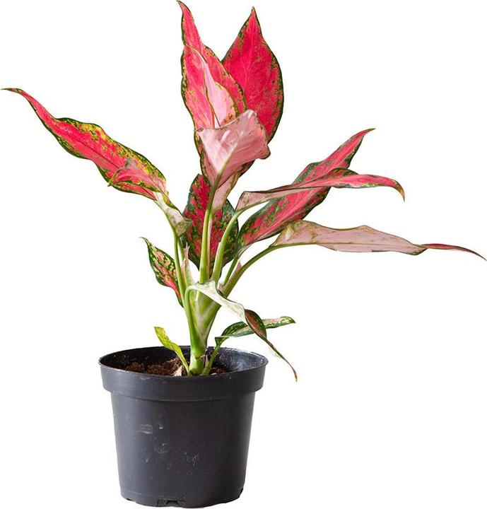 VEG and the City Tangki (cob thread - Aglaonema cherry baby) (25 cm)