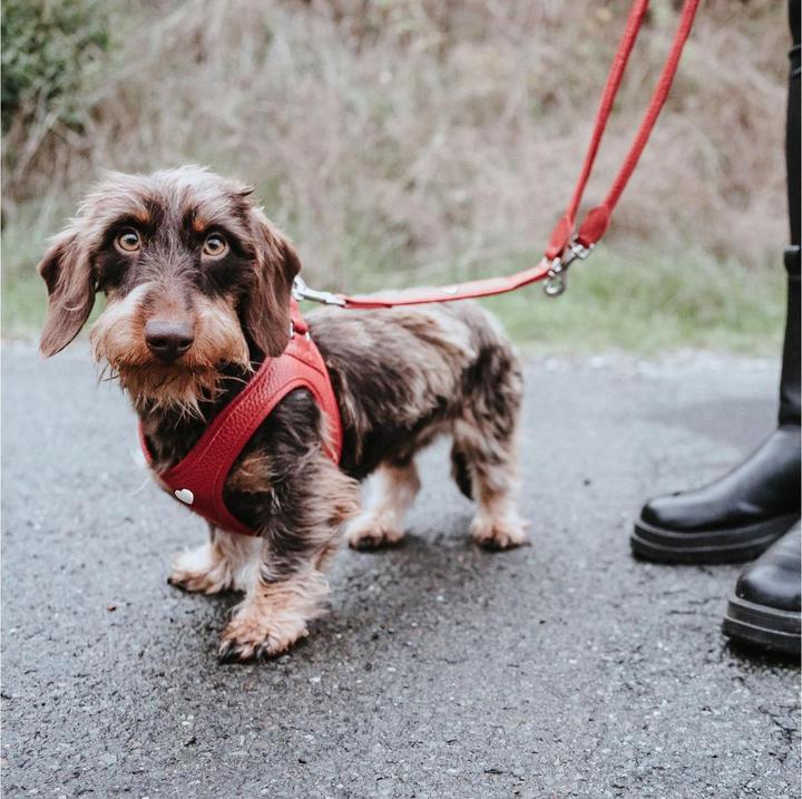 Actual product image Hunter Adjustable lead line Round & Soft Love, 0.6/200, red (Dog, General)