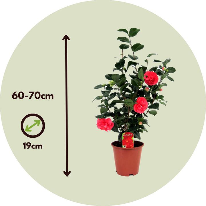 Produktbild Plant in a Box Camellia japonica Lady Campbell - Kamelie (60 cm)