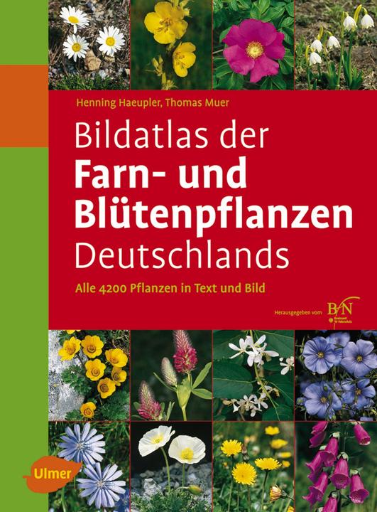 Produktbild Bildatlas der Farn- und Blütenpflanzen Deutschlands (Deutsch, Thomas Muer, Götz Heinrich Loos, Henning Haeupler, 2014)