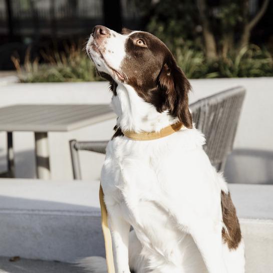 Produktbild Kentucky Dogwear Hundehalsband velvet (L, Hund, Hundesport)