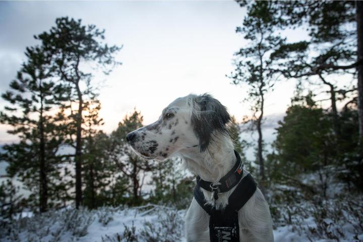 Image du produit Non-Stop Dogwear Rock Collar 3.0 (XXXL, Chien, Général)