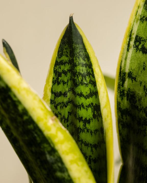 Actual product image feey Mother-in-law's tongue (35 cm, Freshly repotted)