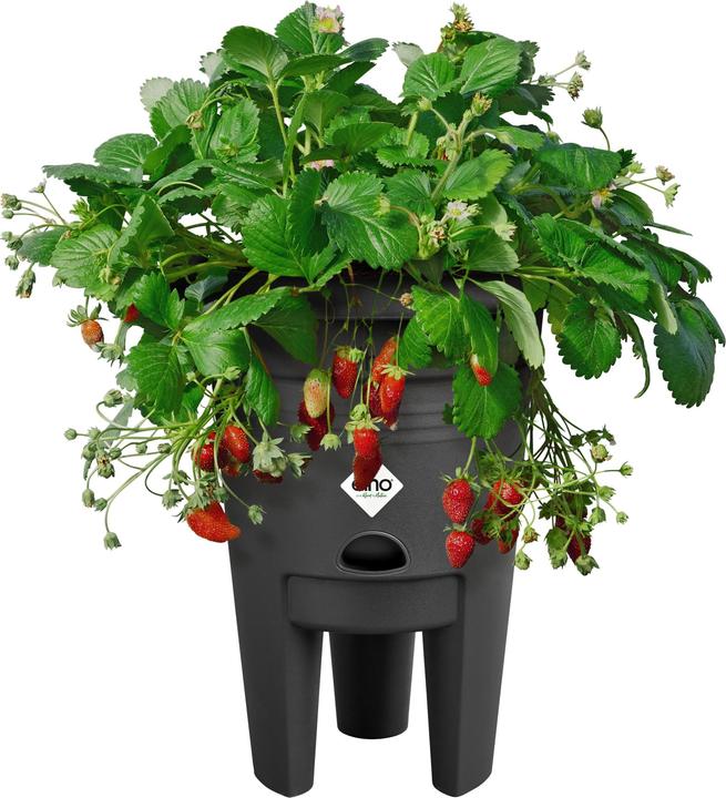 Produktbild Elho Green Basics Erdbeertopf (33 cm)
