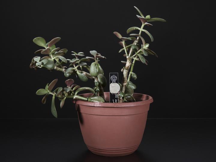 Actual product image Adafruit Chirp! The plant watering alarm! (Various)