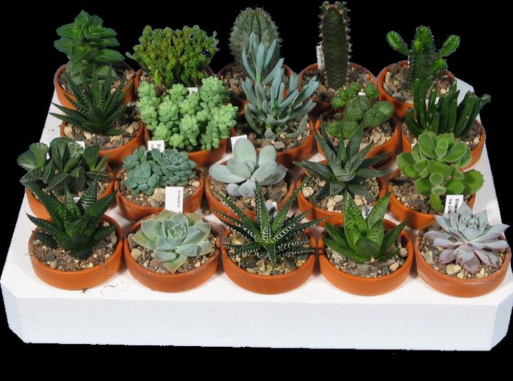 Kakteen Gautschi Set d'initiation aux succulentes (10 cm)