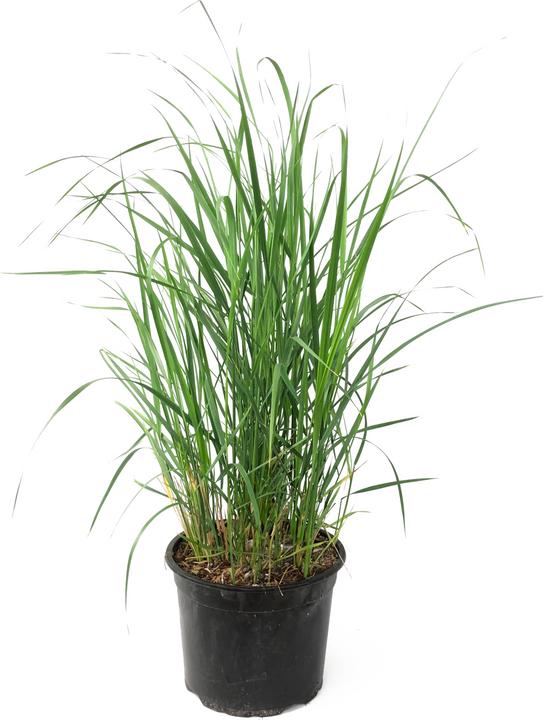Produktbild Plant in a Box Calamagrostis x acutiflora 'Karl Foerster' - Waldstraussgras (40 cm)