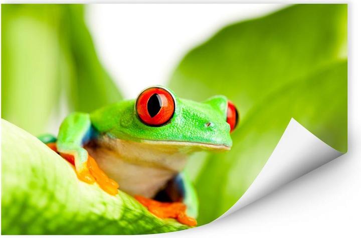 Produktbild Trenddeko Knallfrosch (60 x 40 cm)