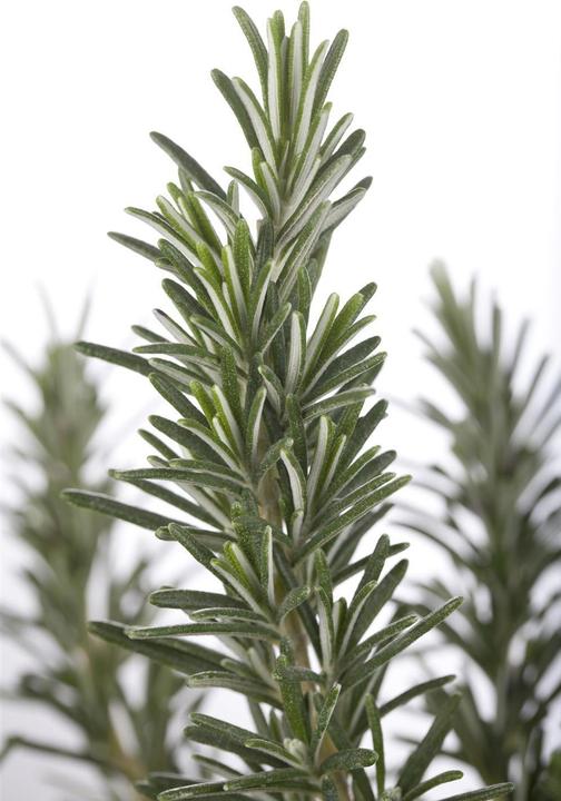 Actual product image rosemary